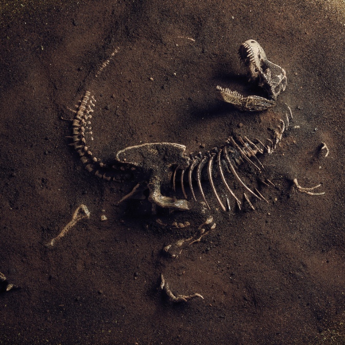 Fossil Adventures and Exploration with T-Rexplorers