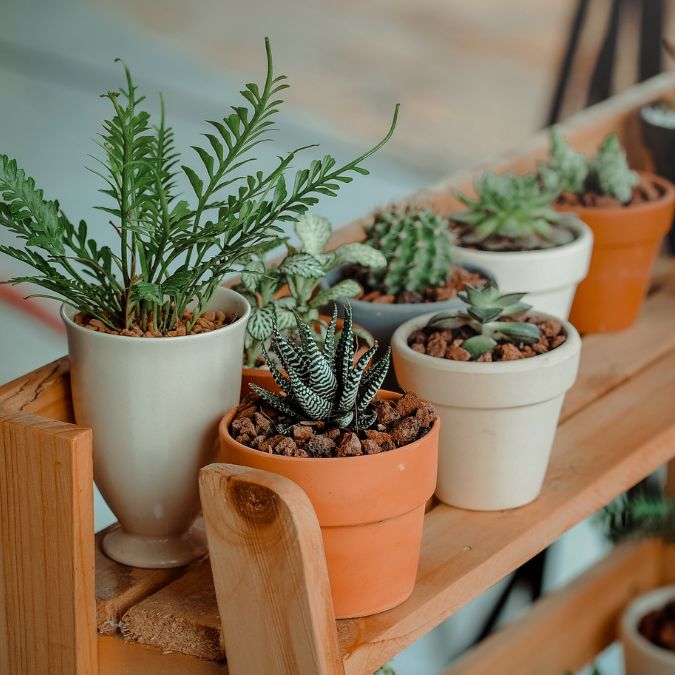 Plant Swap
