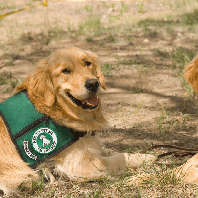 Therapy Dog Visit