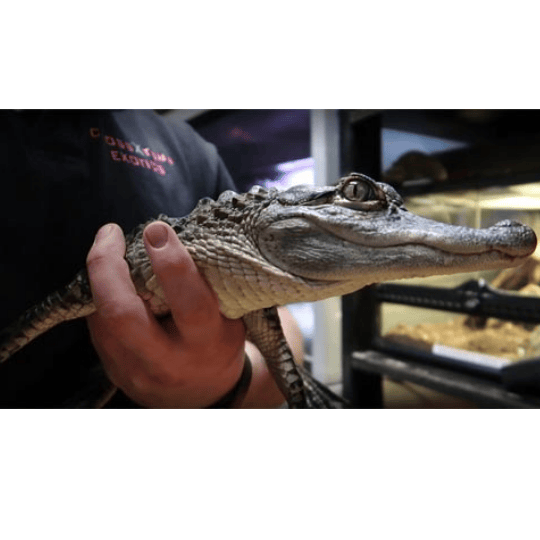 Crosstown Exotics Reptile Show