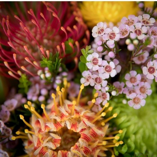 Letting Nature in: Gardening with Native Plants