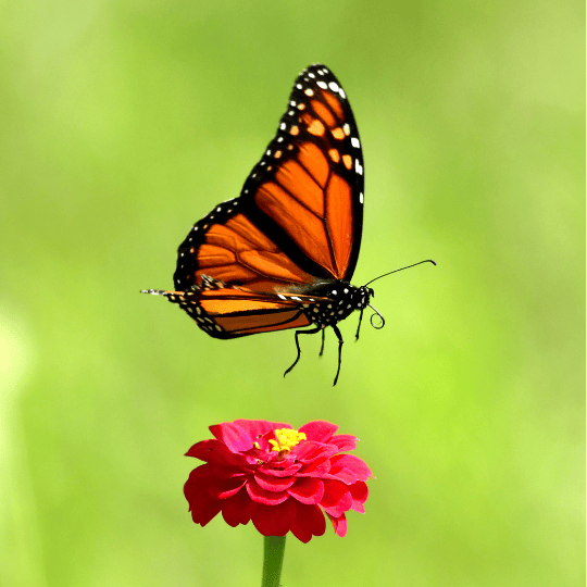 Monarchs: History and Science Behind the Monarch Craze