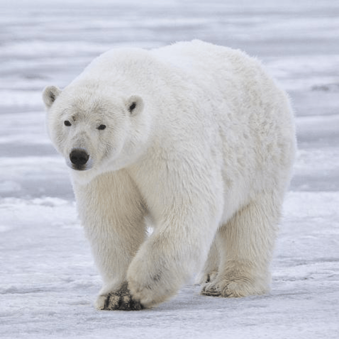 Zap! Winter Storytime with the Brookfield Zoo