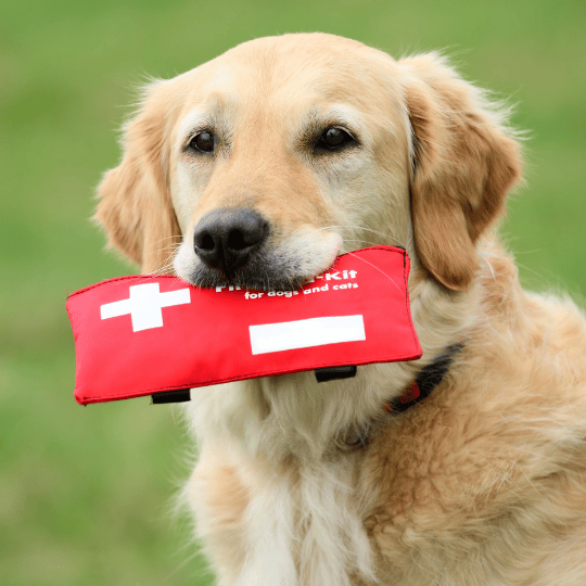 Pet First Aid